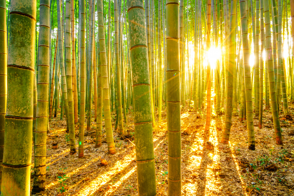 bamboo forest in sunset